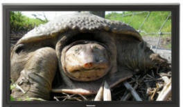 Panasonic TH-42PH11UK Plasma Tv