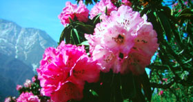 Studio Experience 92-Inch Gray Permanent Cinema Projection Screen Flowers Image