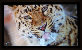 Studio Experience 92-Inch Gray Permanent Cinema Projection Screen Tiger Image