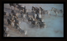 Studio Experience 92-Inch Gray Permanent Cinema Projection Screen Zebras Image
