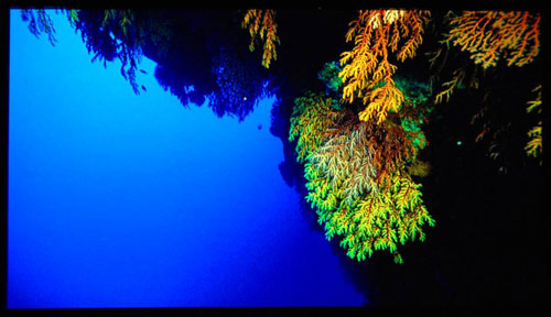 “Imax: Under the Sea” in 2D Playback Mode