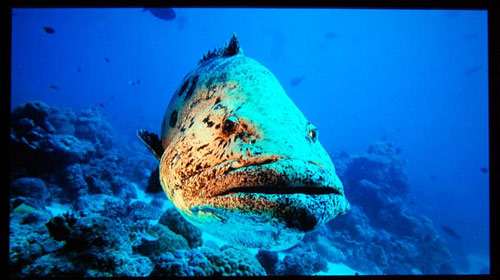 The Cod COMMANDS you!