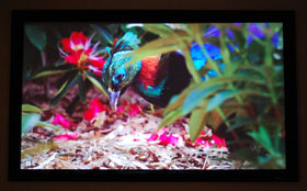Epson 1080 Home Theater Projector Screen Cap Of A Colorful Bird