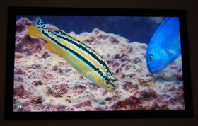Epson 1080 Home Theater Projector Screen Cap Of Two Fish