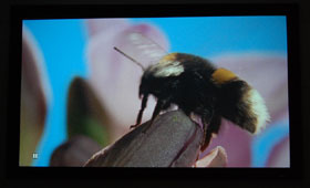 BenQ W5000 Home Theater Projector Screen Cap Of A Bee