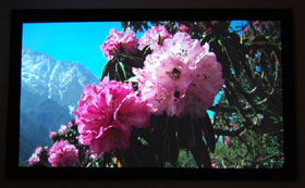 BenQ W5000 Home Theater Projector Screen Cap Of Flowers